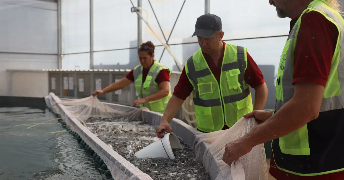Muğla’dan 5 ülkeye 33 milyon yavru balık ihracatı