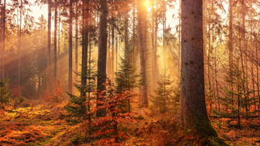 Mevsimlerin senkronize olmadığı ortaya çıktı