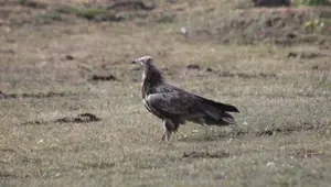 Bayburt’ta görüldü... Nesli tehlike altında olan Mısır Akbabası