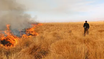 Nehil Sazlığı'nda yangın