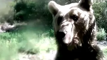 Yavrularıyla gezen ayı, fotokapana saldırdı
