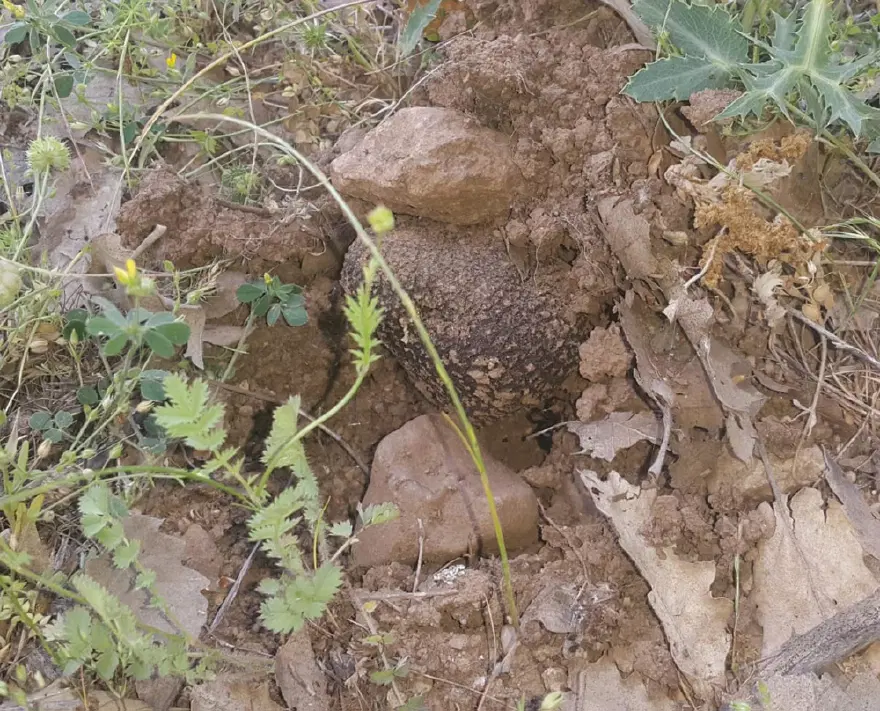 Toprağın 20 santim altında tam 22 ton keşfedildi. Kilosu 750 Euro'ya kadar alıcı buluyor 2