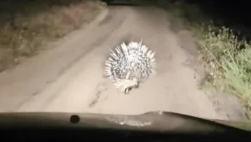 Nesli tükenmek üzere. Oklu kirpi Elazığ'da görüldü