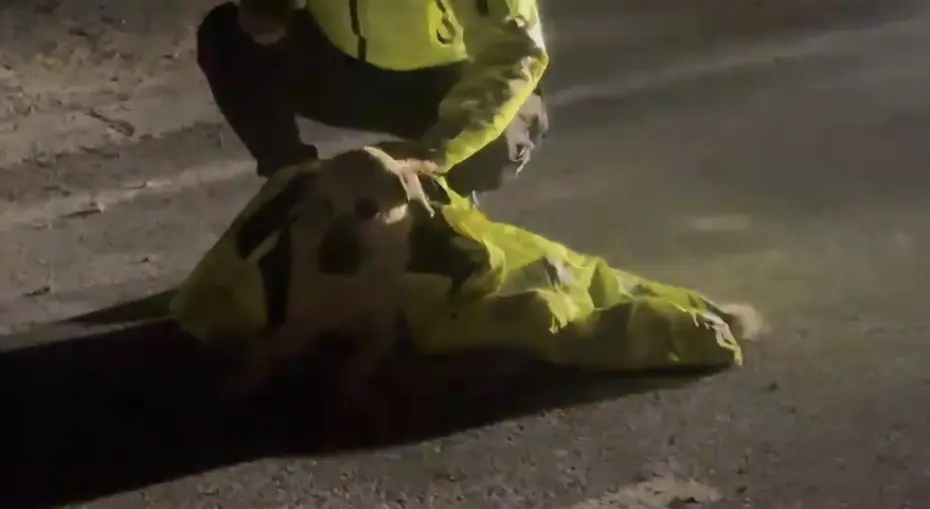 Polis, yaralı köpeğin üstünü montuyla örttü