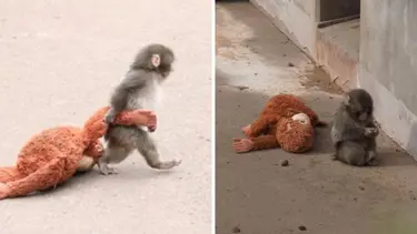 Peluş oyuncaklı "Punch"ın bakıcısı konuştu. "Yalnızlık çekiyor"