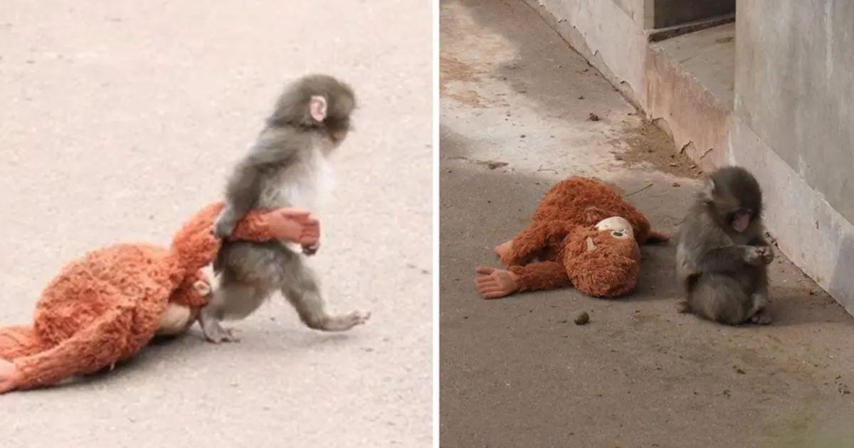 Peluş oyuncaklı "Punch"ın bakıcısı konuştu. "Yalnızlık çekiyor"