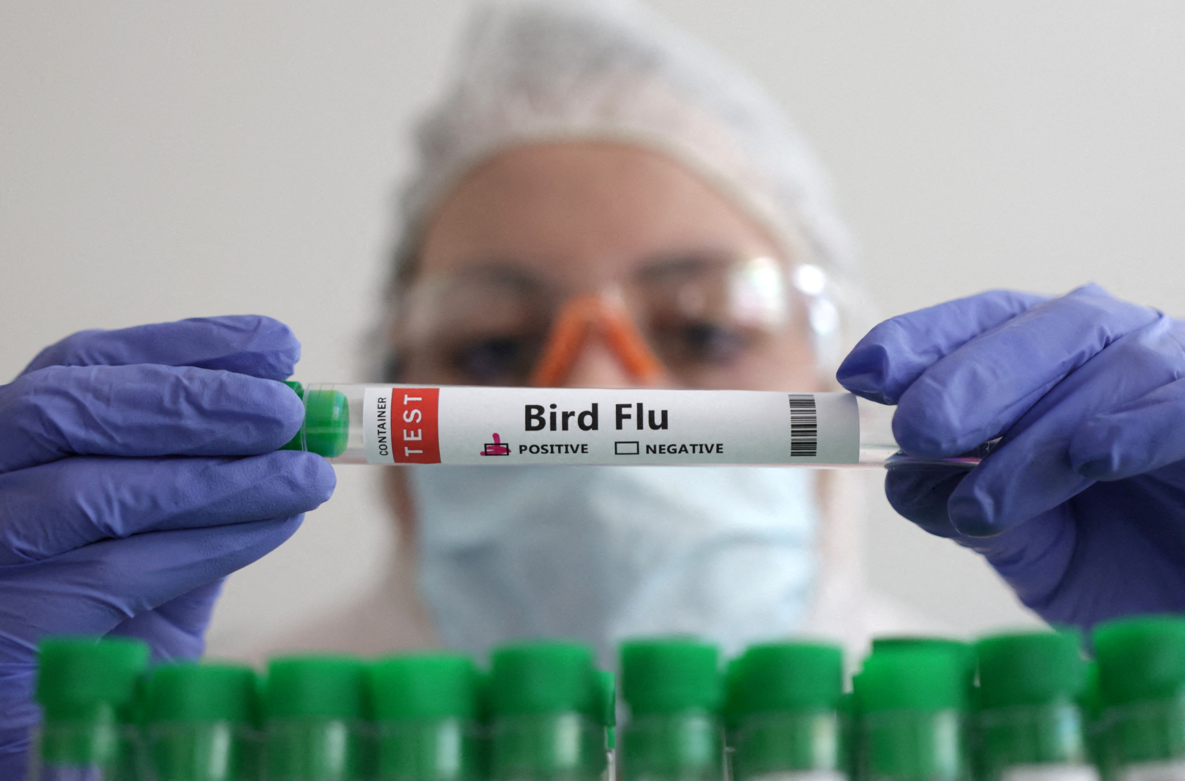 İlk kez bir memelide H5N1 kuş gribi tespit edildi haber görseli