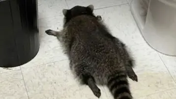 ABD'de "sarhoş rakunun" sırrı çözüldü