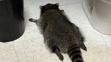 ABD'de "sarhoş rakunun" sırrı çözüldü