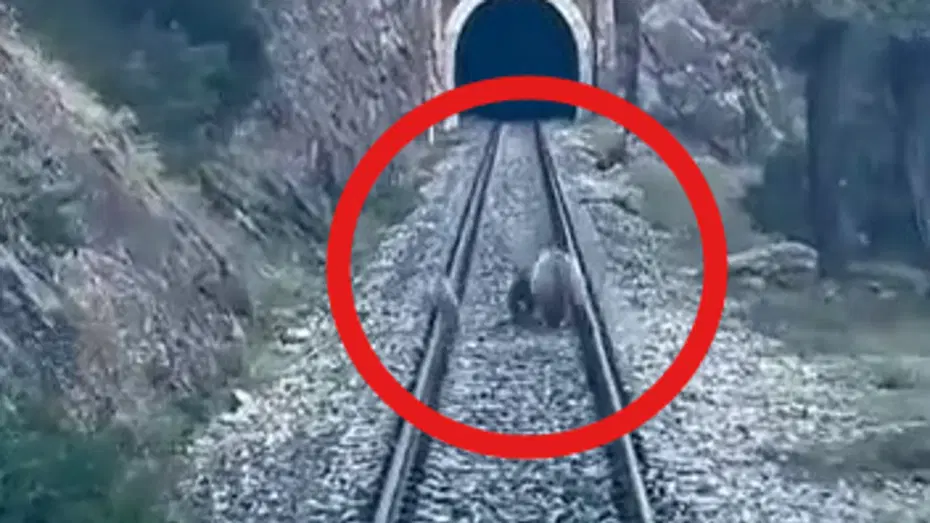 Sivas'ta tren yoluna ayılar çıktı