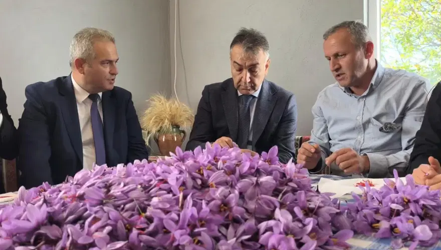 Karabük'te safran hasadı sürüyor, kilosu 800 bin TL'den satılıyor