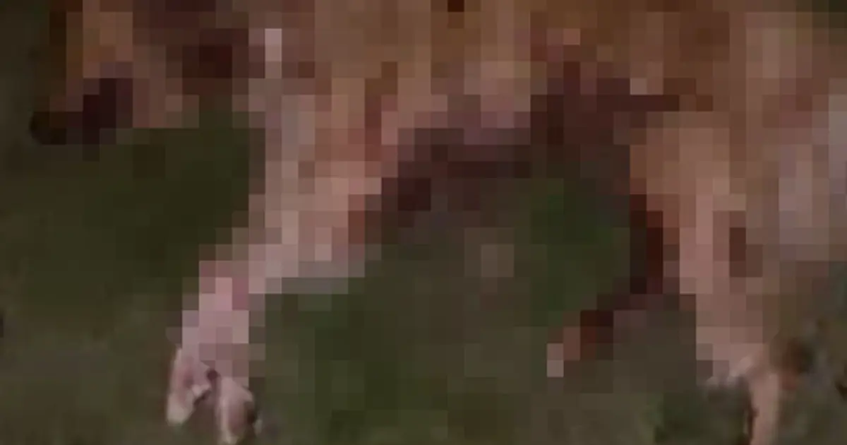 Samsun’da 9 köpek tabanca ile vurularak öldürüldü: Valilik açıklama yaptı