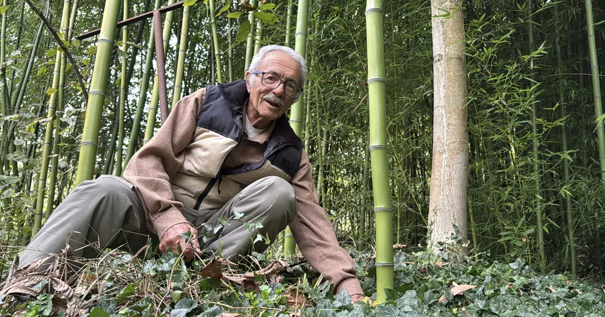 Yanında başka bitki yetişmiyor, kurutuyor! 5 kökle başladı, 10 yıldır yetiştiriyor "500 bin liranın üzerinde gelir elde ettim"