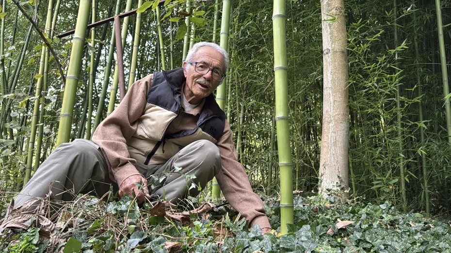 Yanında başka bitki yetişmiyor, kurutuyor! 5 kökle başladı, 10 yıldır yetiştiriyor 