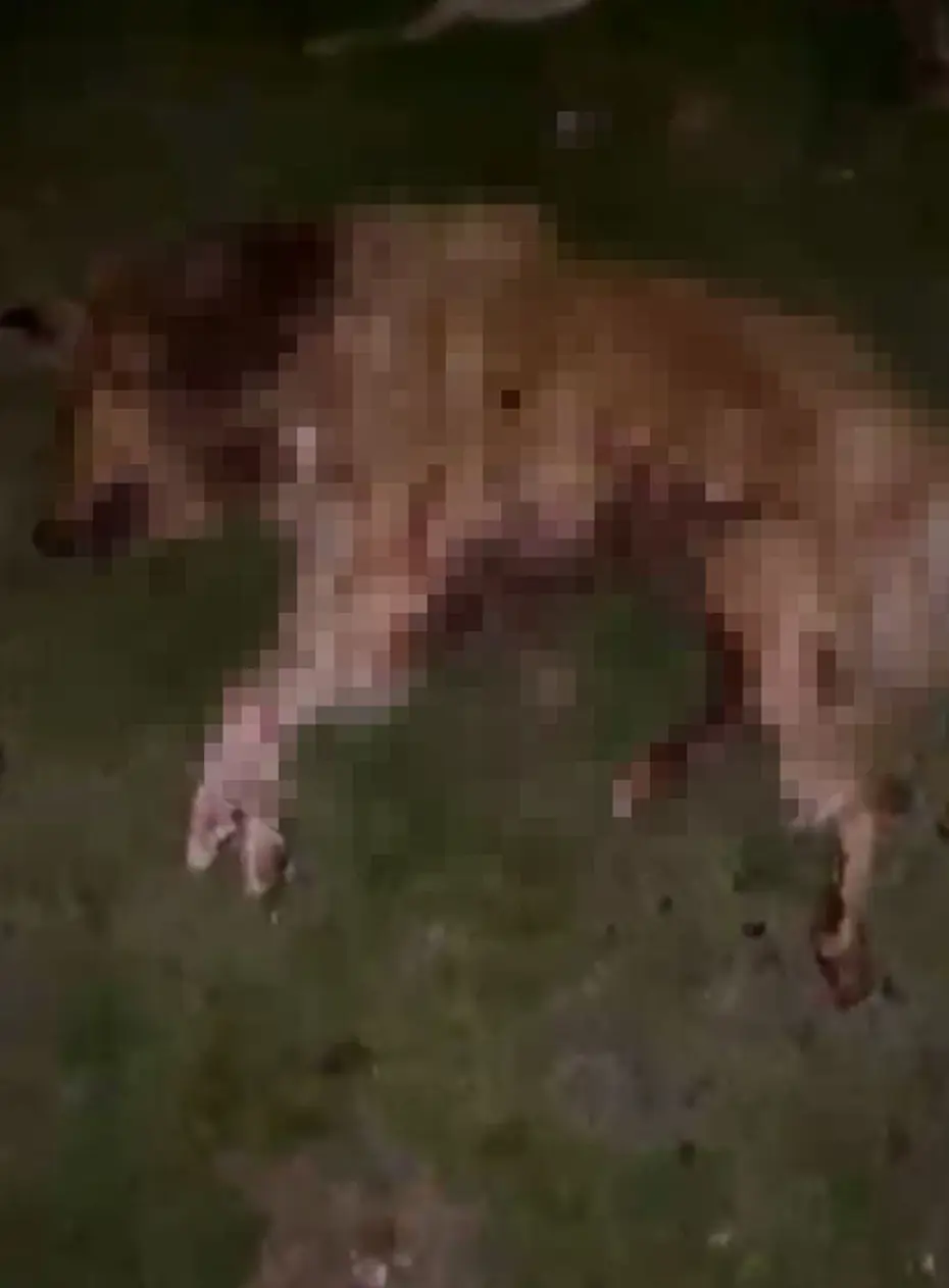 Samsun’da 9 köpek tabanca ile vurularak öldürüldü: Valilik açıklama yaptı