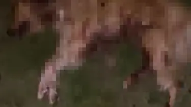 Samsun’da 9 köpek tabanca ile vurularak öldürüldü: Valilik açıklama yaptı