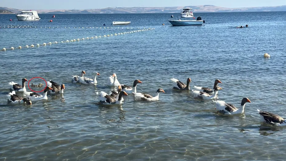 Şartlı tahliye edilen kazlar tatilcilerin arasında. Ördek yavrusunu sahiplendiler