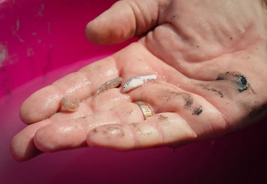 Nesli tükenme tehlikesi altındaydı. İstanbul'da koruma altına alındı