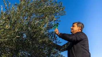 Antalya'da zeytin hasadı başladı