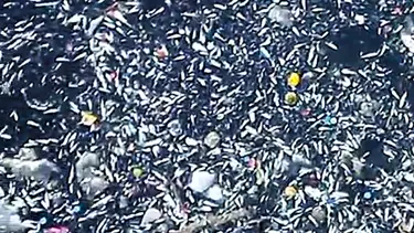 Seyhan Nehri'nde balık ölümleri