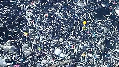 Seyhan Nehri'nde balık ölümleri