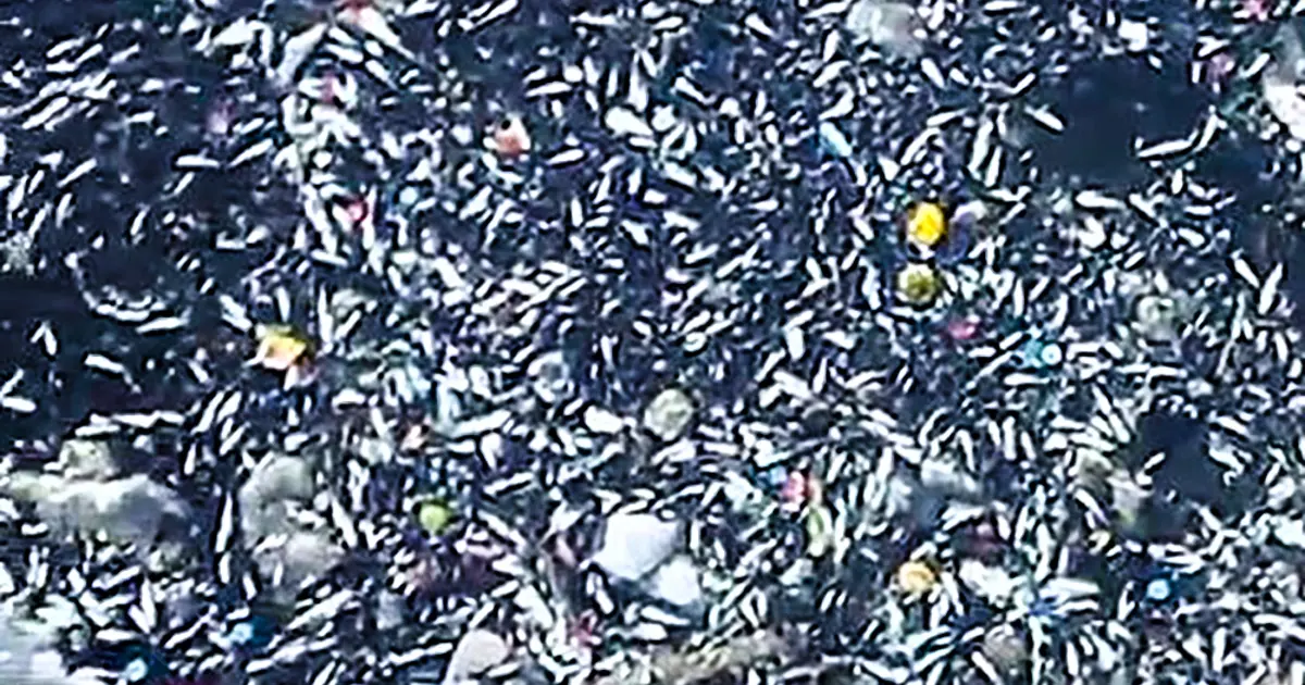 Seyhan Nehri'nde balık ölümleri