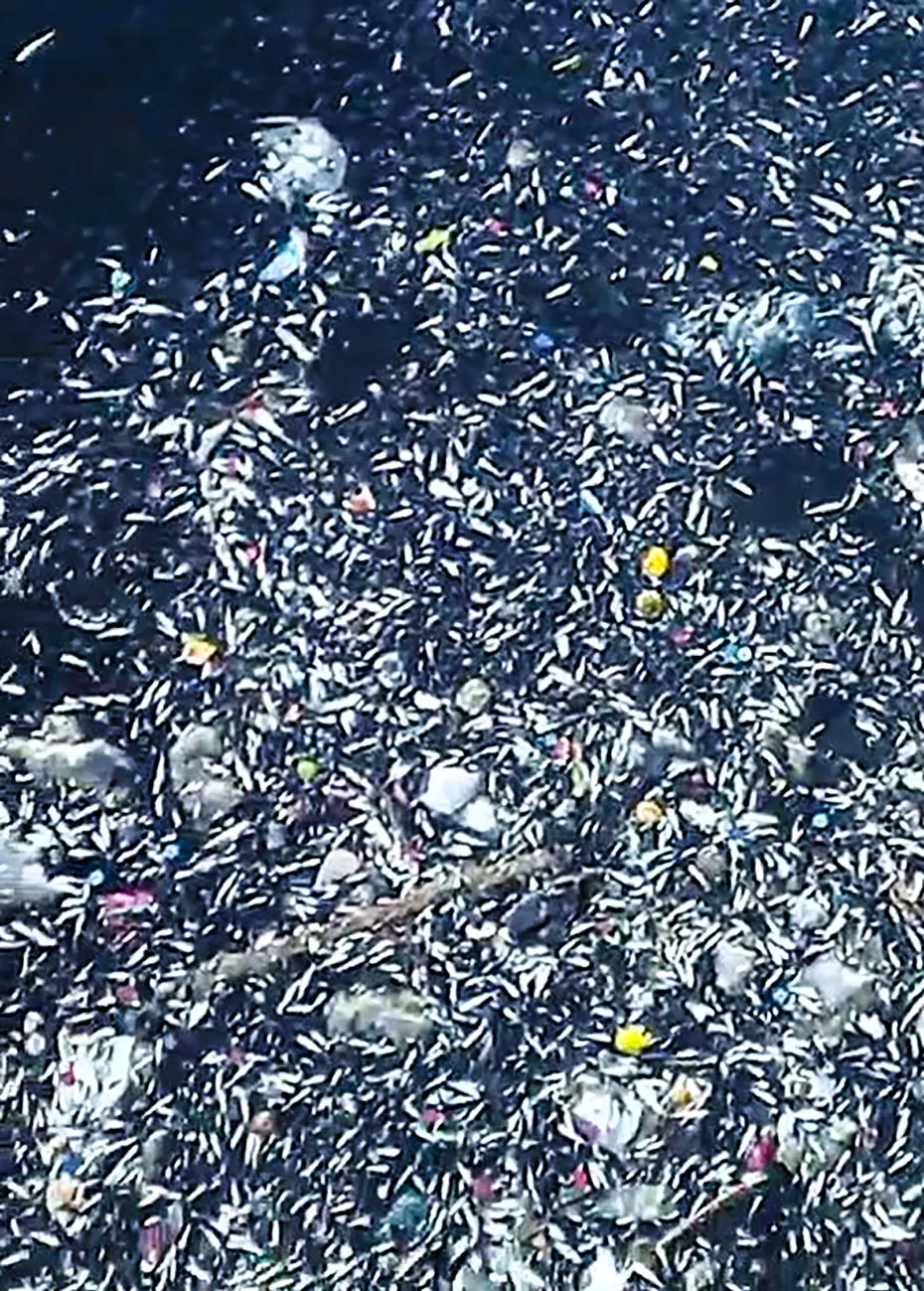 Seyhan Nehri'nde balık ölümleri