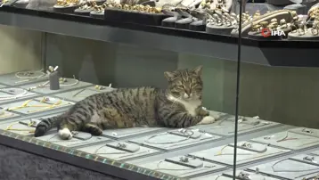 Altınların bekçisi Şaziye! Bu kedi altınların arasında uyuyor