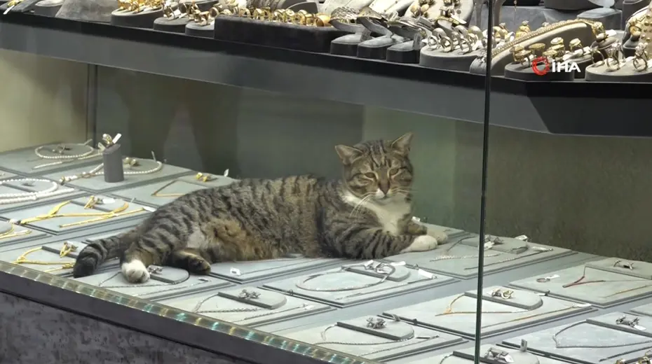 Altınların bekçisi Şaziye! Bu kedi altınların arasında uyuyor