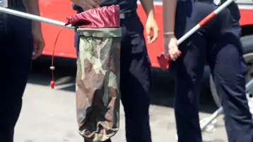 Kenti yılanlar bastı, evlere kadar girmeye başladılar