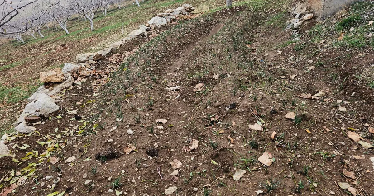 Deneme amaçlı ekmişti. Dünyanın en pahalısında ilk üretim