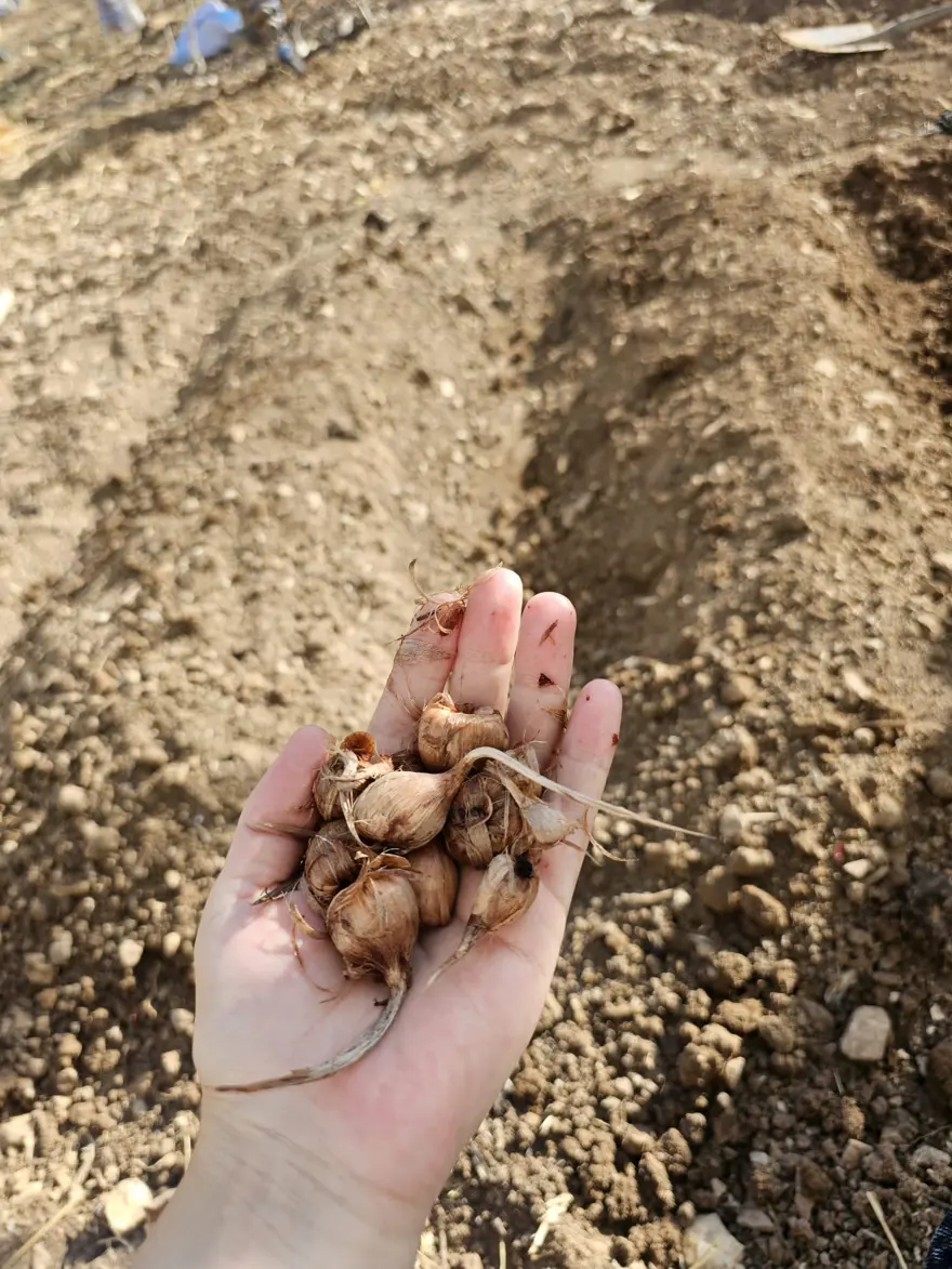 Deneme amaçlı ekmişti. Dünyanın en pahalısında ilk üretim 3
