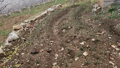 Deneme amaçlı ekmişti. Dünyanın en pahalısında ilk üretim