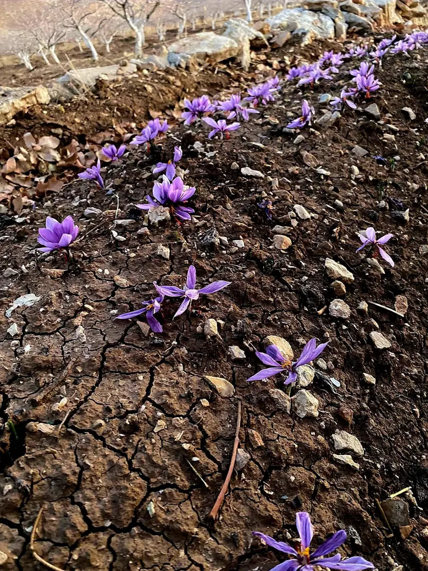 "SİİRT’E YENİ ÜRÜN KAZANDIRMAYI DÜŞÜNÜYORUM"

 2