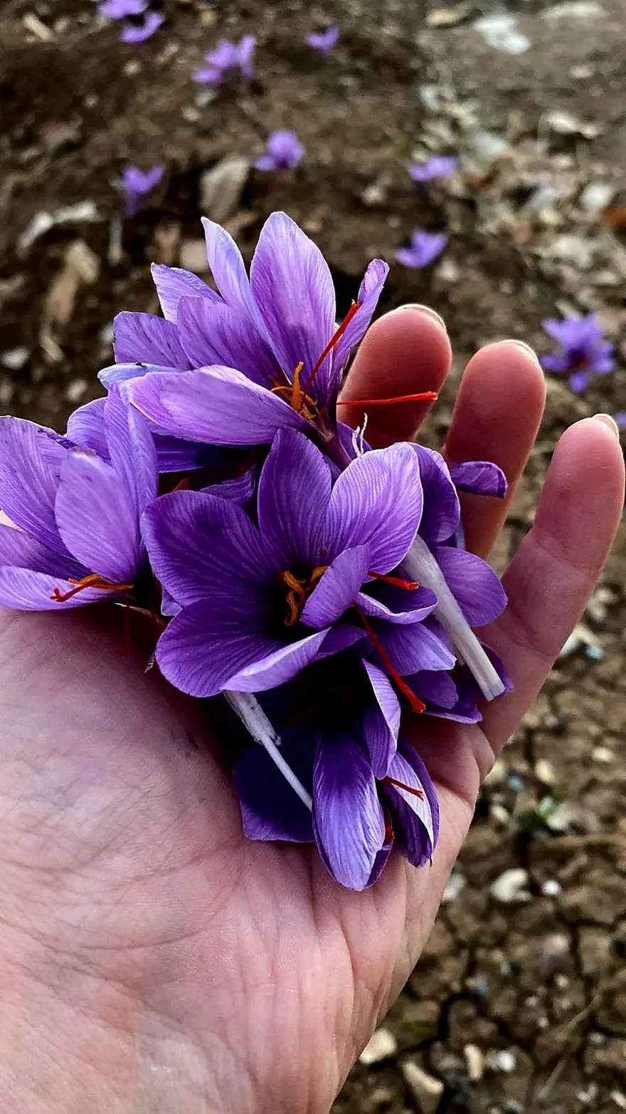 Deneme amaçlı ekmişti. Dünyanın en pahalısında ilk üretim 4