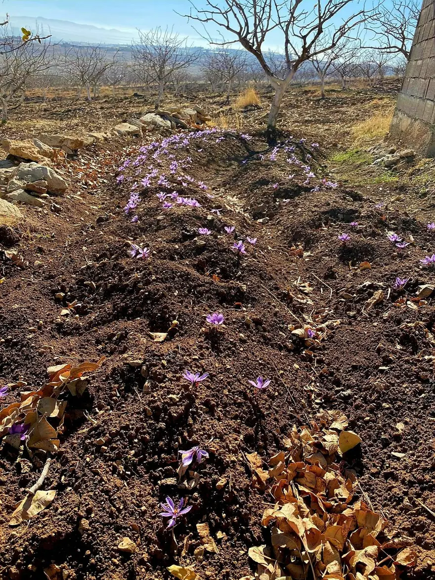 Deneme amaçlı ekmişti. Dünyanın en pahalısında ilk üretim 1