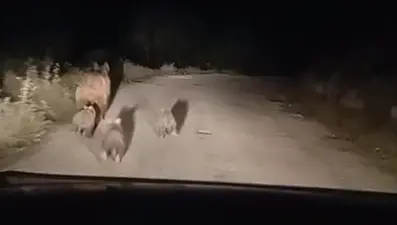 Siirt Eruh'ta ayı ve 3 yavrusu köy yoluna indi