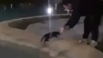 Antalya'da sokak kedisi defalarca süs havuzuna fırlatıldı