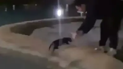 Antalya'da sokak kedisi defalarca süs havuzuna fırlatıldı