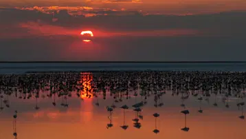 Tuz Gölü'nde son 5 yılın flamingo rekoru