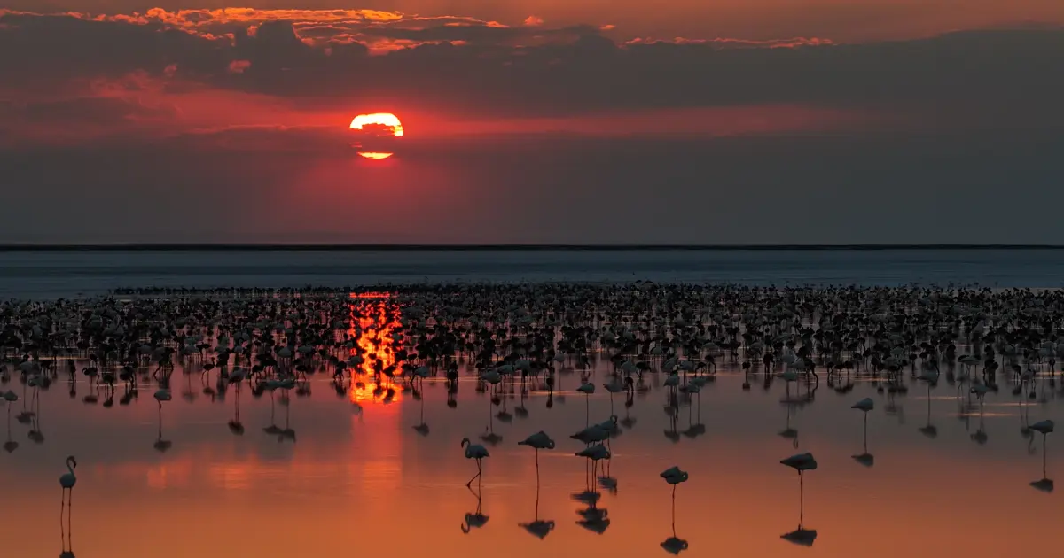 Tuz Gölü'nde son 5 yılın flamingo rekoru
