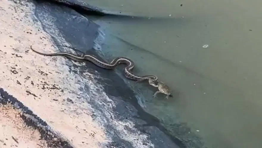 Su yılanının kurbağa avı başarısız oldu 