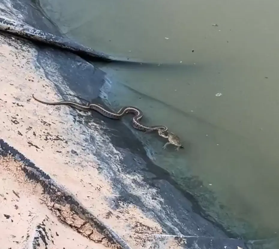 Su yılanının kurbağa avı başarısız oldu