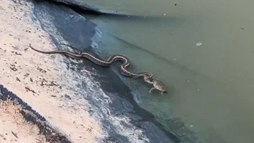 Su yılanının kurbağa avı başarısız oldu