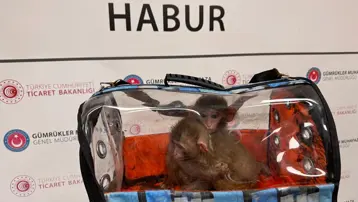 Sevimli kaçaklar açıklandı. 85 bin canlı hayvan kaçırılırken kurtarıldı