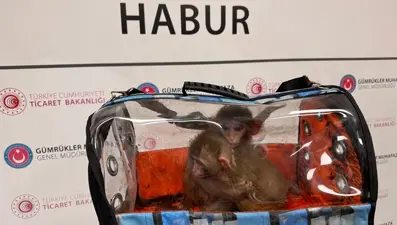 Sevimli kaçaklar açıklandı. 85 bin canlı hayvan kaçırılırken kurtarıldı