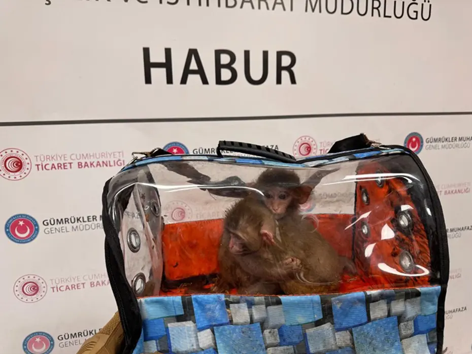 Sevimli kaçaklar açıklandı. 85 bin canlı hayvan kaçırılırken kurtarıldı
