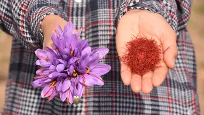 Dünyanın en pahalı baharatı! Yılda bir kez açıyor, tümöre iyi geldiği söyleniyor... Eşine alamamıştı, şimdi üreticisi oldu