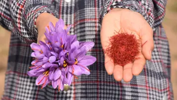 Dünyanın en pahalı baharatı! Yılda bir kez açıyor, tümöre iyi geldiği söyleniyor... Eşine alamamıştı, şimdi üreticisi oldu