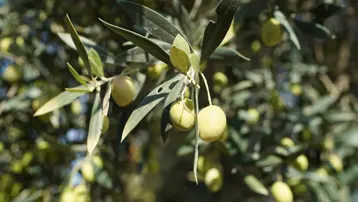 Doğanın "sıvı altını". Geleceğimizi nasıl kurtarıyor?